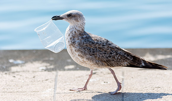 A seagull with a plastic cup in its beak.