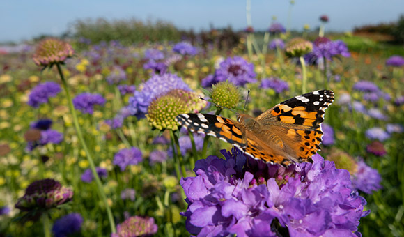 monarch butterfly on blue flower